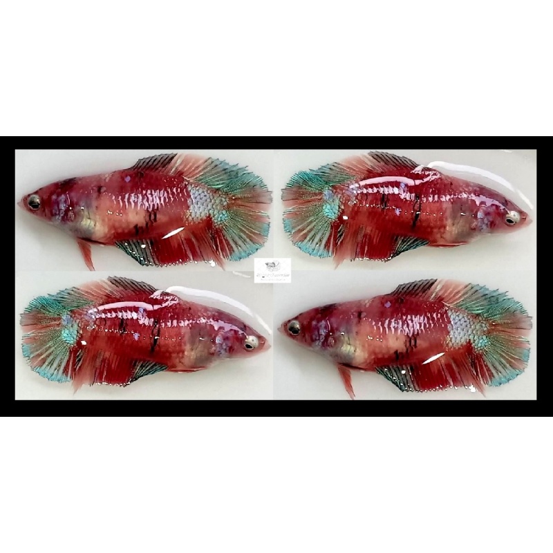 Female Plakat Doubletail Brown Koi (FmPKDTBK5)