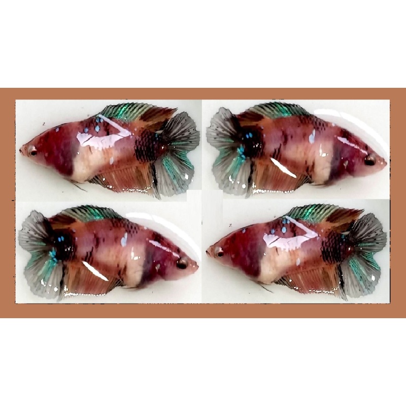 FEMALE PLAKAT DOUBLETAIL BROWN KOI!! #2 (Shipping Cost Included in Price)