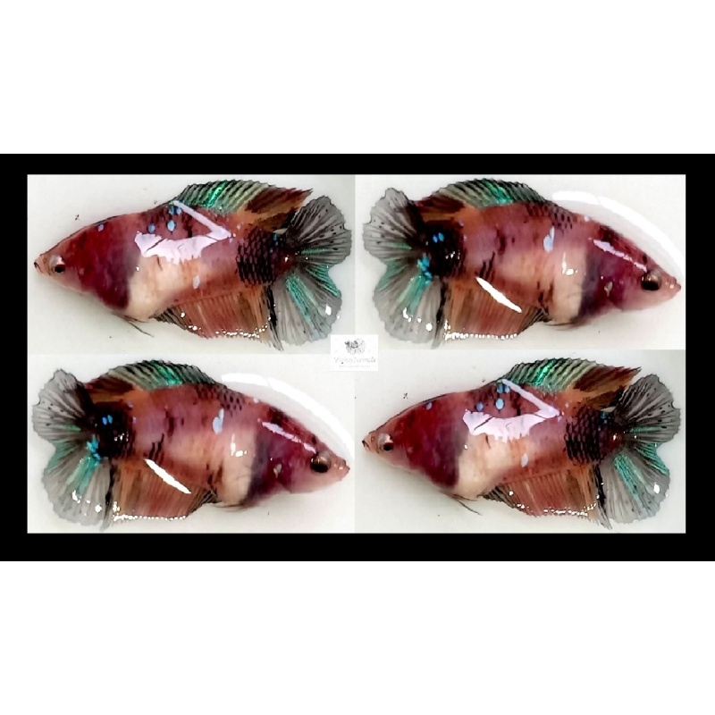 Female Plakat Doubletail Brown Koi (FmPKDTBK5)