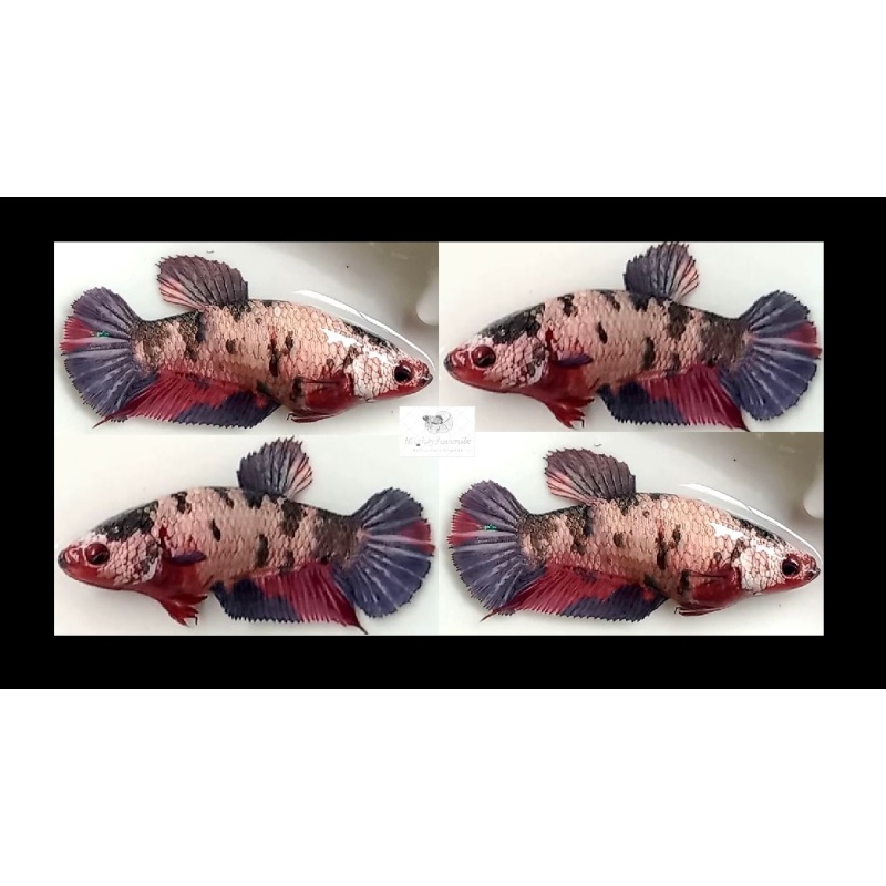 FEMALE RED KOI COPPER!! #1 (Shipping Cost Included in Price)