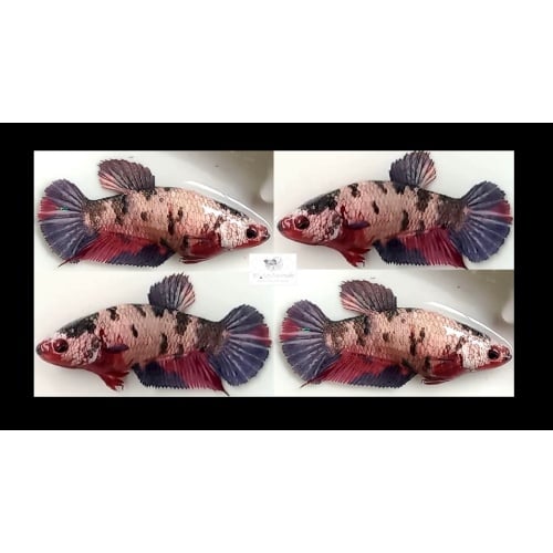 Female Red Koi Copper (FmRKC1)