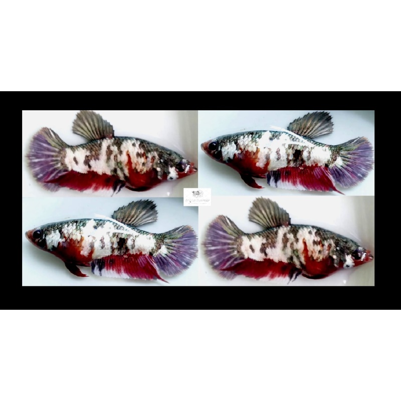 FEMALE RED KOI COPPER!! #1 (Shipping Cost Included in Price)