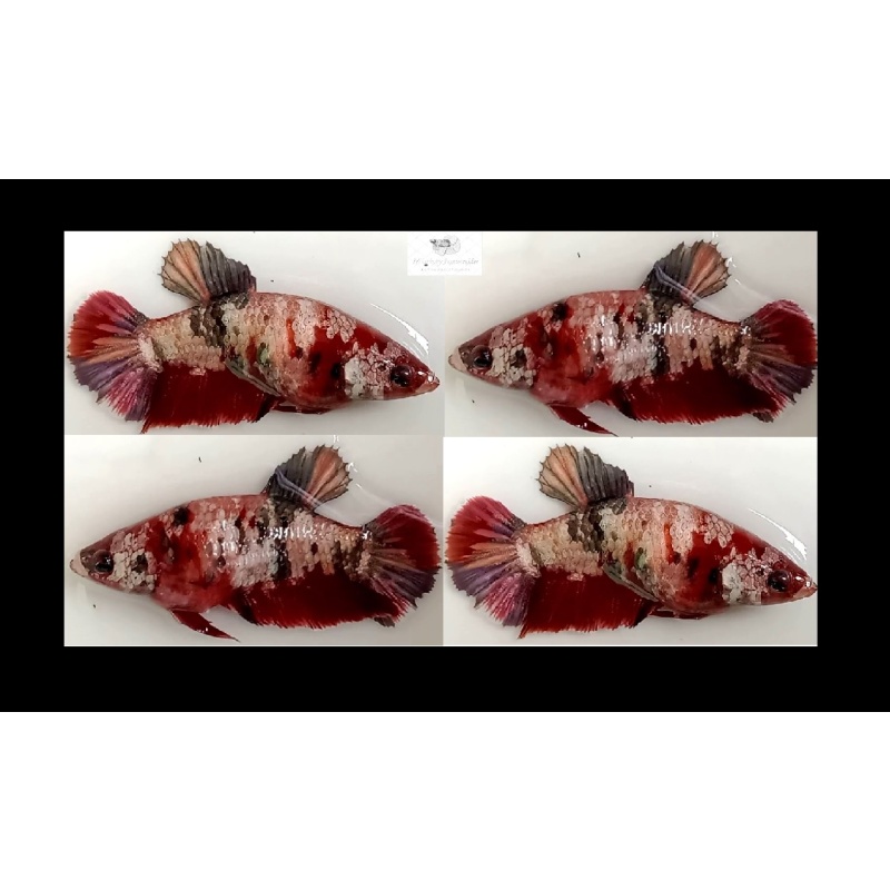 Female Red Koi Copper (FmRKC1)