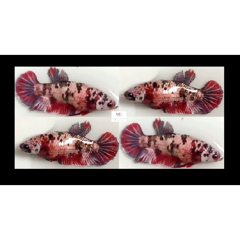 FEMALE RED KOI COPPER!! #1 (Shipping Cost Included in Price)