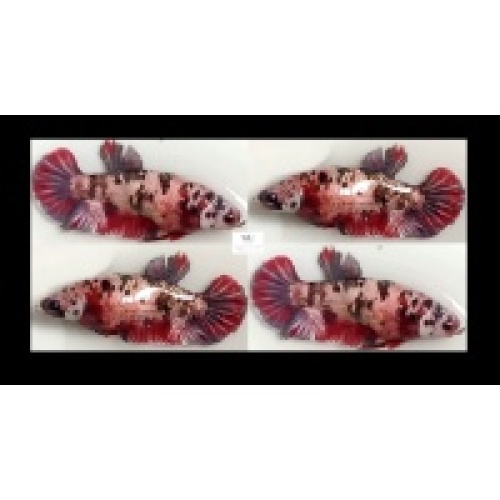 SEXY RED KOI COPPER!! #1  (Shipping Cost Included in Price)