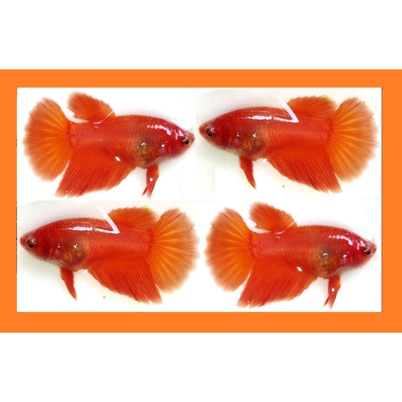 FEMALE HALFMOON SUPER RED/ORANGE!! #1 (Shipping Cost Included on Price)