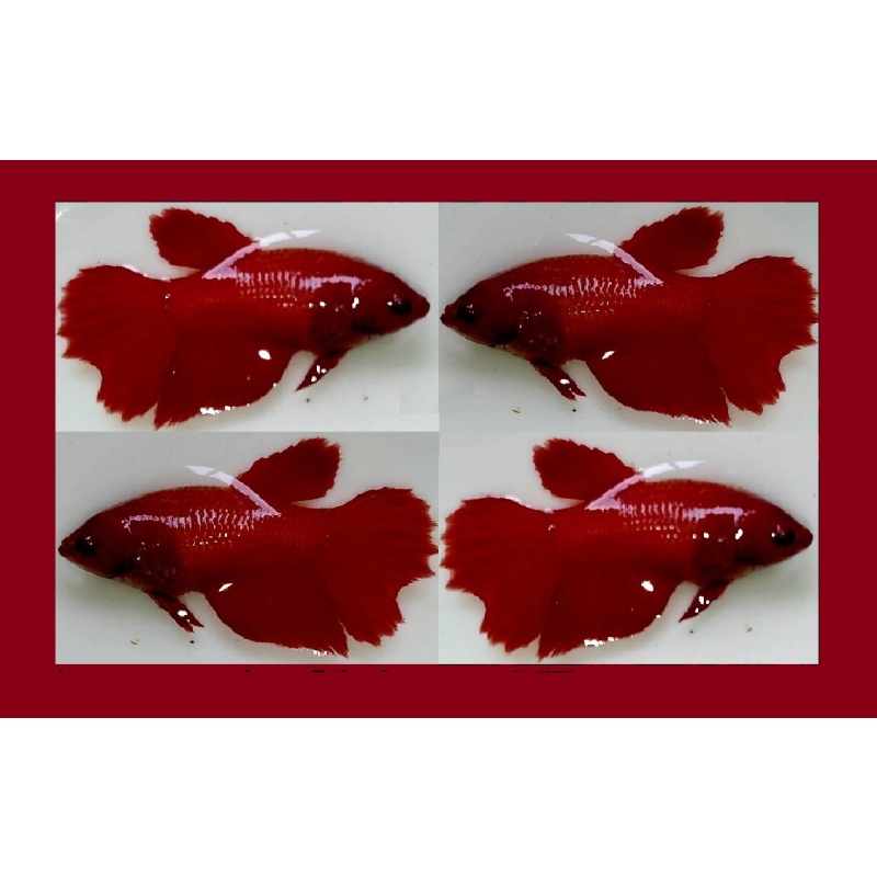 FEMALE HALFMOON SUPER RED/ORANGE!! #1 (Shipping Cost Included on Price)