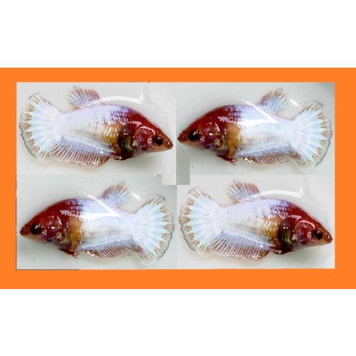 FEMALE WHITE SCALE COPPER!! #1 (Shipping Cost Included on Price)