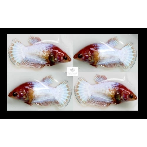 FEMALE WHITE SCALE COPPER!! #1 (Shipping Cost Included on Price)