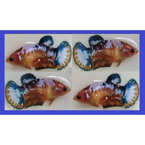 FEMALE YELLOW BLUE/GREEN FANCY COPPER!! #1 (Shipping Cost Included in Price)