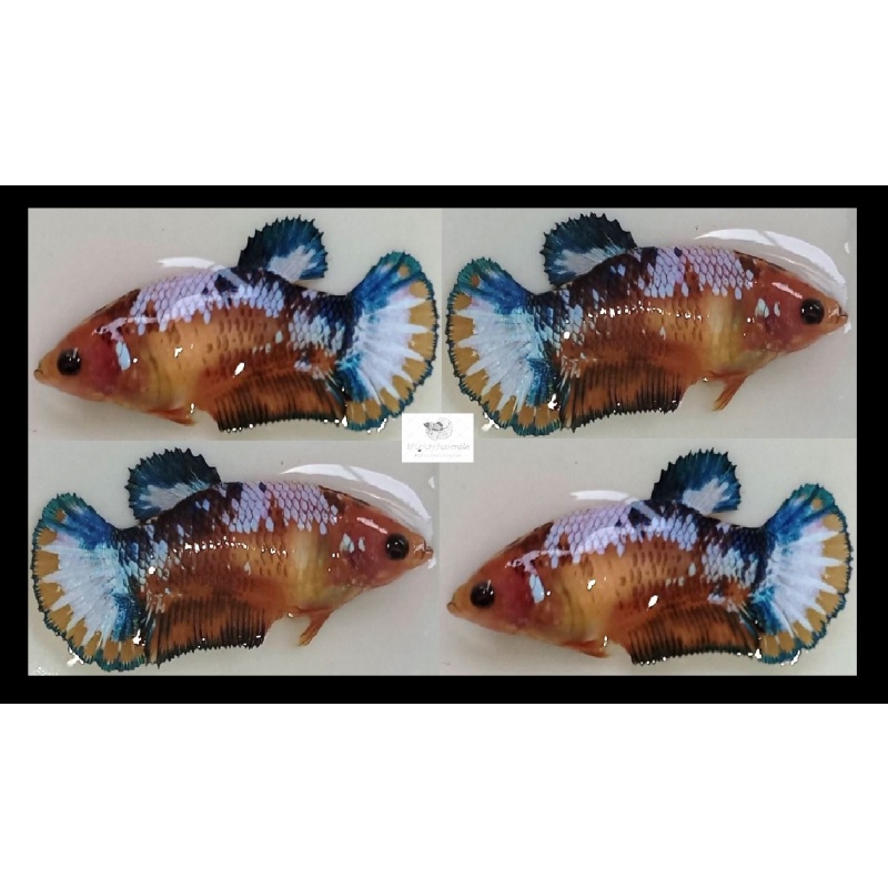 Female Yellow Green/Blue Fancy Copper (FmYGFCCP1)