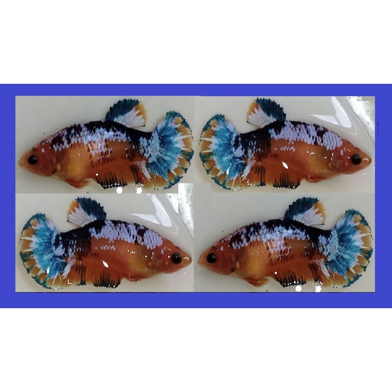 FEMALE YELLOW BLUE/GREEN FANCY COPPER!! #1 (Shipping Cost Included in Price)