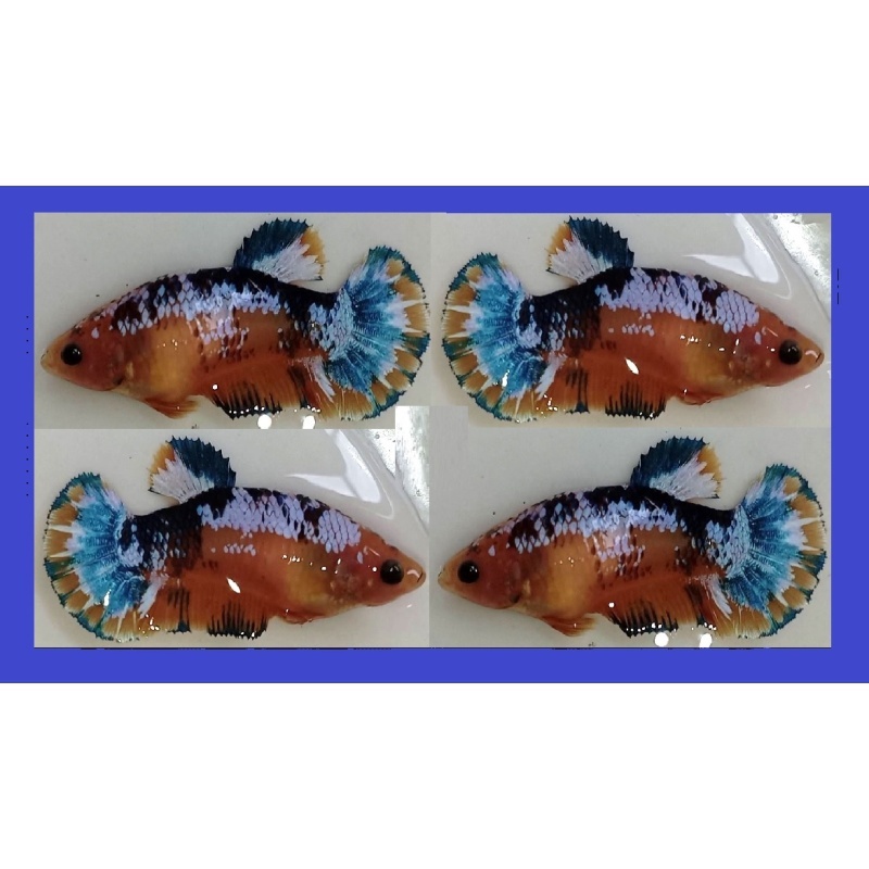 FEMALE YELLOW BLUE/GREEN FANCY COPPER!! #1 (Shipping Cost Included in Price)