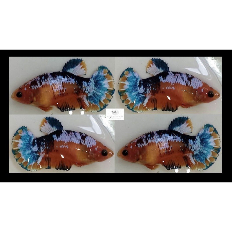 Female Yellow Green/Blue Fancy Copper (FmYGFCCP1)