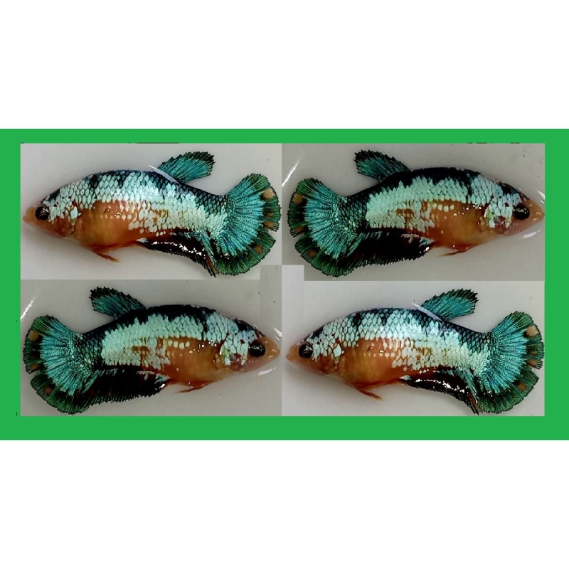 FEMALE YELLOW BLUE/GREEN FANCY COPPER!! #1 (Shipping Cost Included in Price)