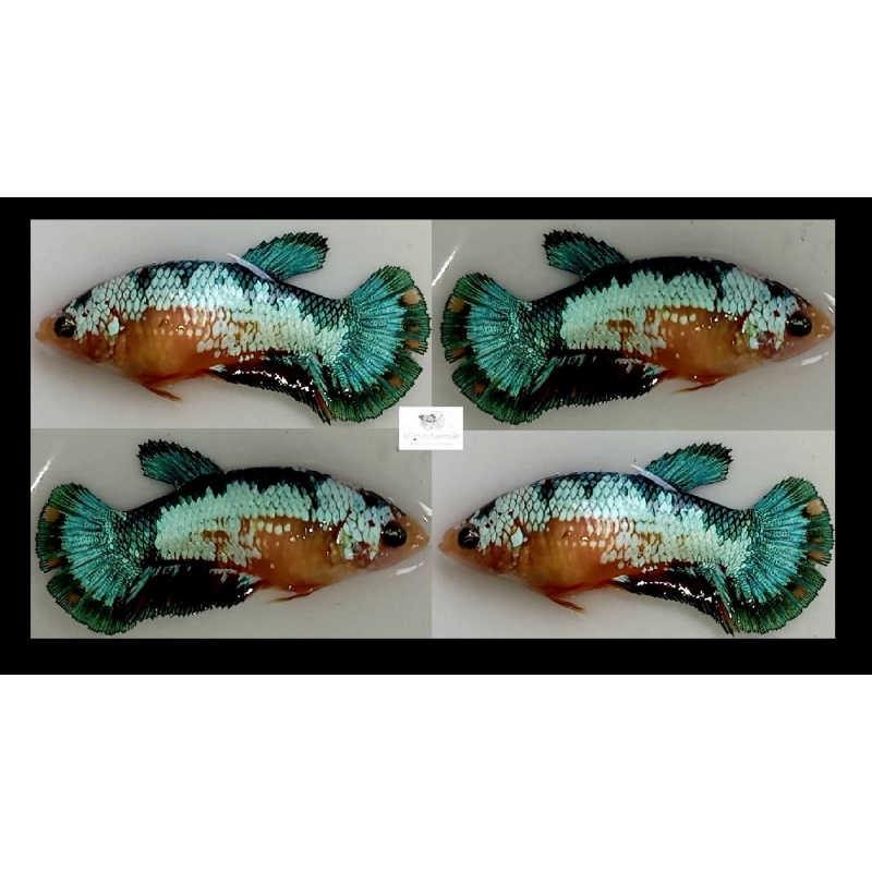 Female Yellow Green/Blue Fancy Copper (FmYGFCCP1)