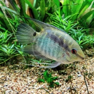 group of 4 festivum cichlids