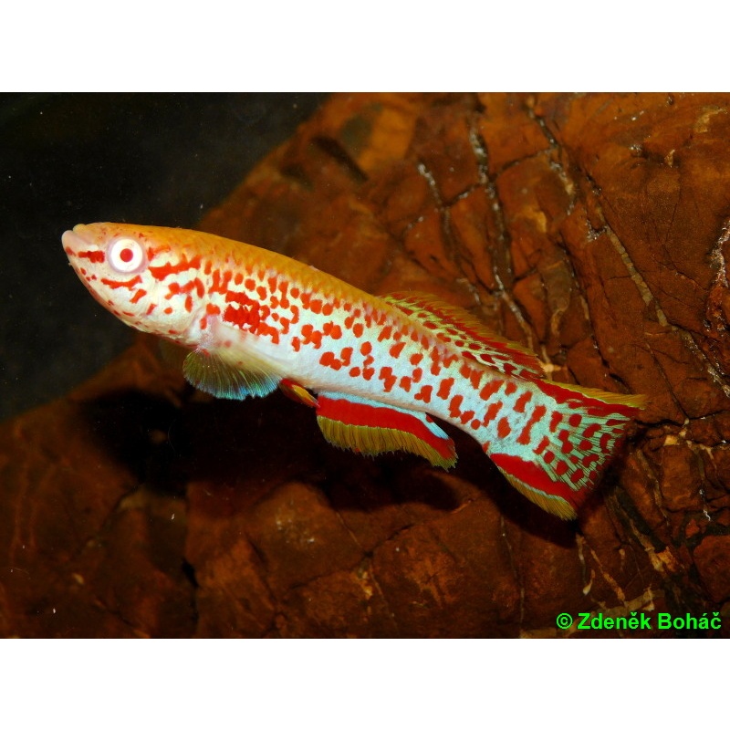 Fundulopanchax gardneri Misaje albino +30 eggs