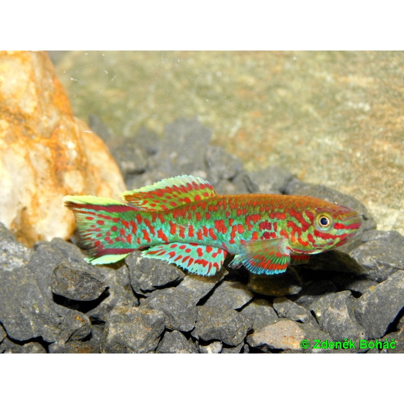 Fundulopanchax gardneri Nsukka +30 eggs