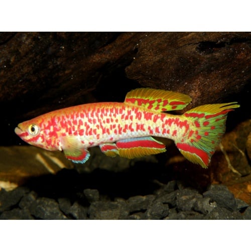 Fundulopanchax gardneri nigerianum gold +30 eggs