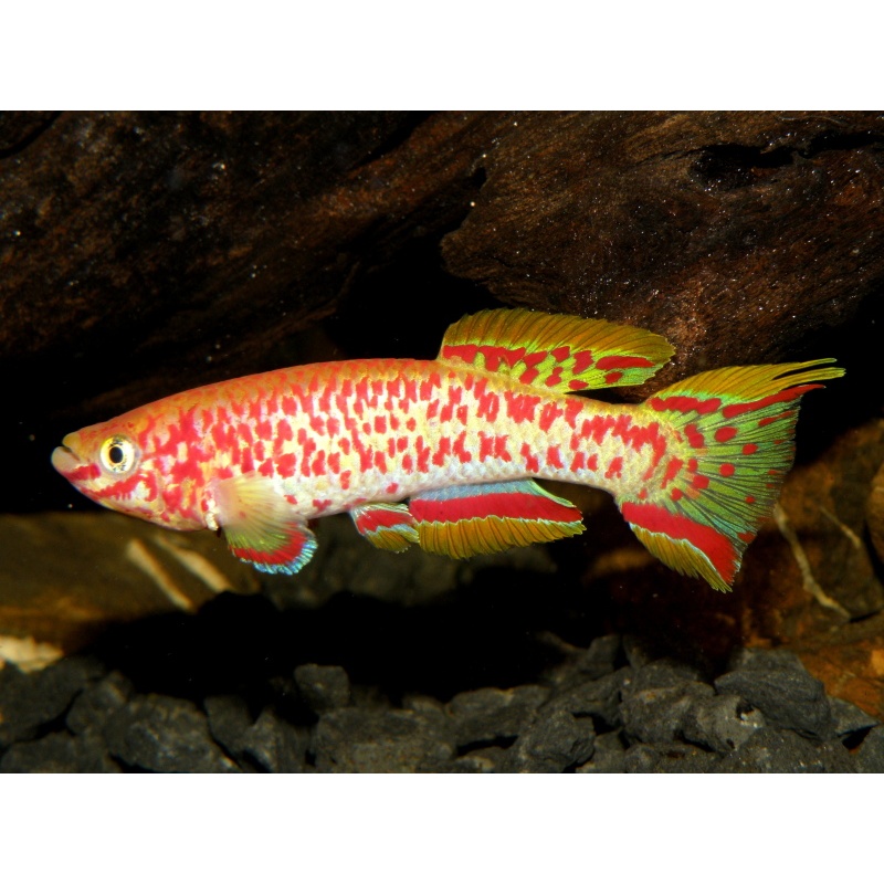 Fundulopanchax gardneri nigerianum gold +30 eggs