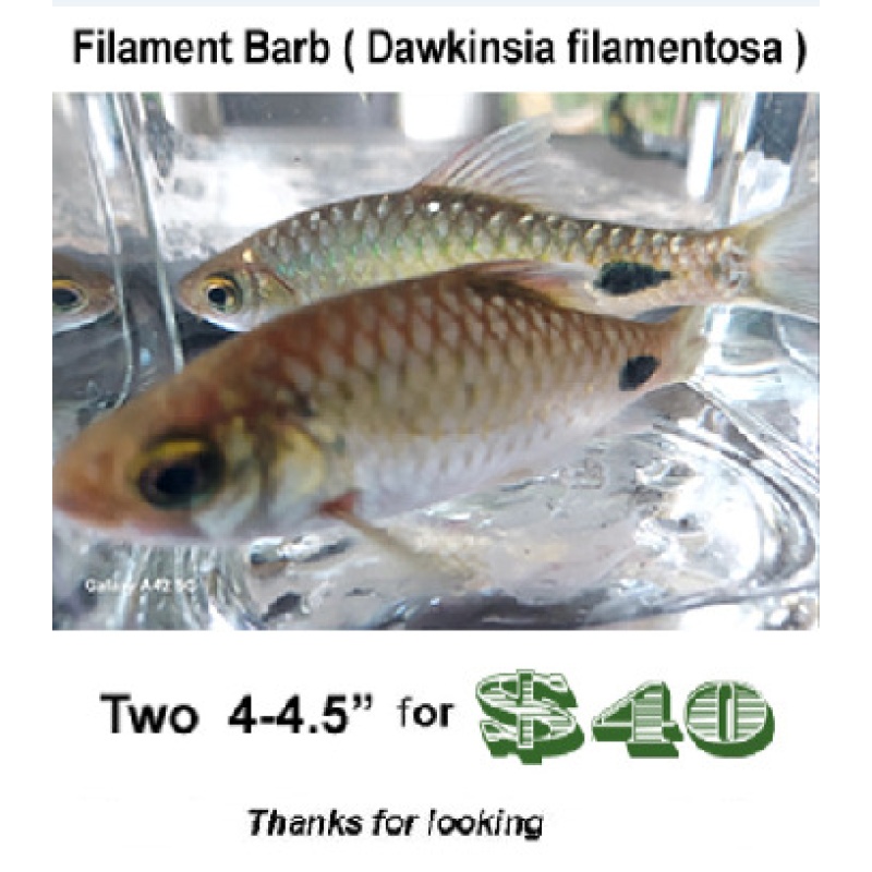 Two  4-4.5"  Filament Barb