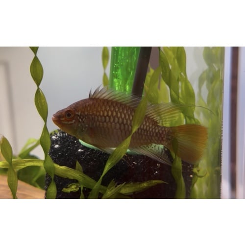 Male Apistogramma Eunotis (Blue Cheek)