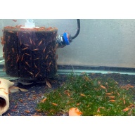 30 + extras Fire / Sakura Red Shrimp