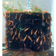60 + extras Fire / Sakura Red Shrimp