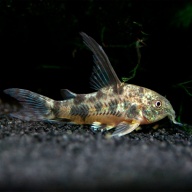 5 Long Fin Peppered Corydoras /Corydoras paleatus