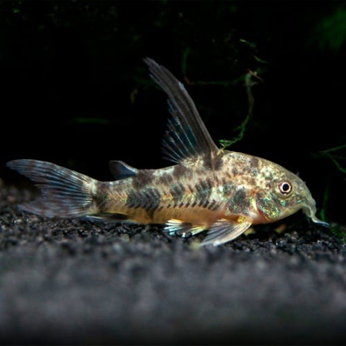5 Long Fin Peppered Corydoras /Corydoras paleatus