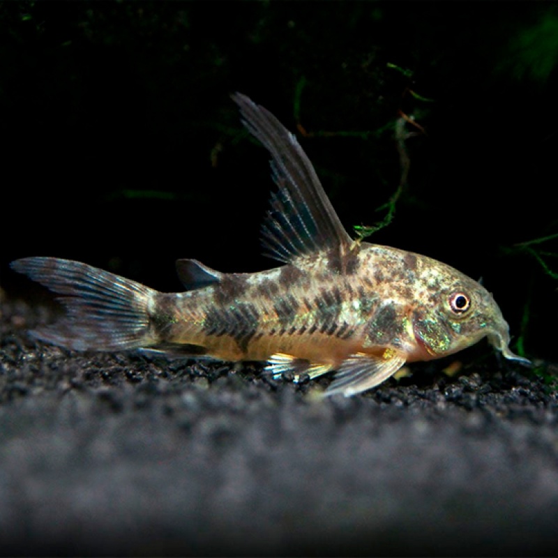 5 Long Fin Peppered Corydoras /Corydoras paleatus
