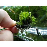 Fissidens Sumatra $25 Plus Shipping