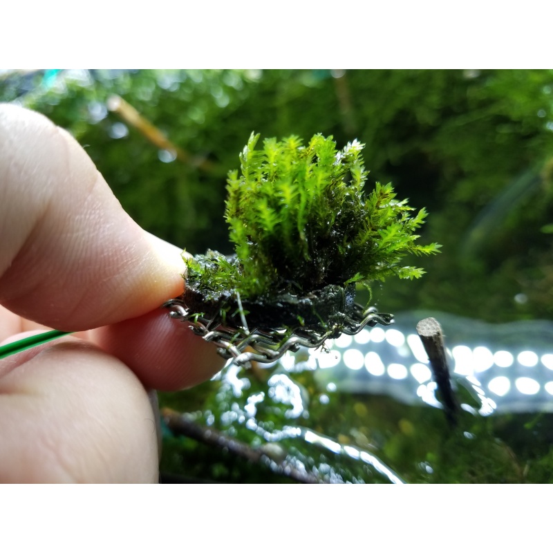 Fissidens Sumatra $25 Plus Shipping