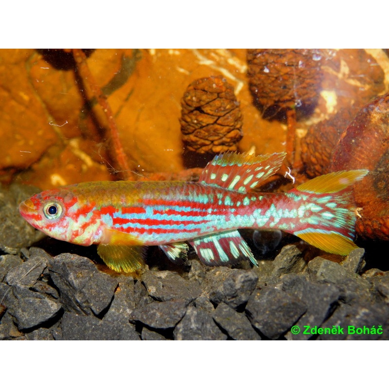 Fundulopanchax mirabile Moense Bator +30 eggs