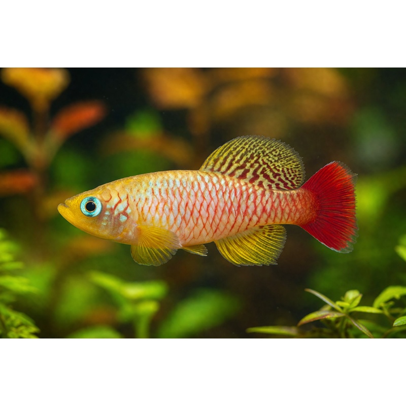 Nothobranchius Foerschi Ruvu TZL 49-01 (50 +5 Bonus Eggs)