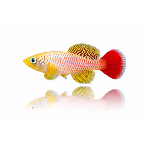 Nothobranchius Foerschi Ruvu TZL 49-01 (50 +5 Bonus Eggs)