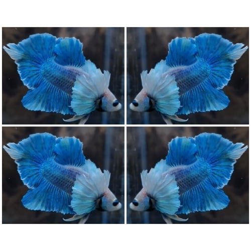 Ocean Blue Sword Tail