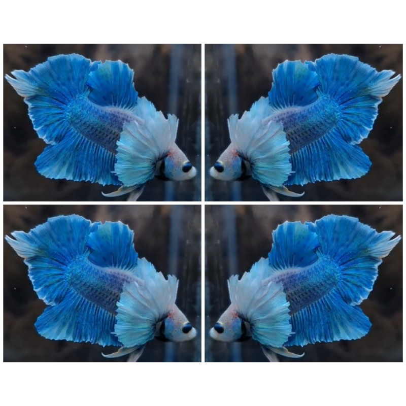 Ocean Blue Sword Tail