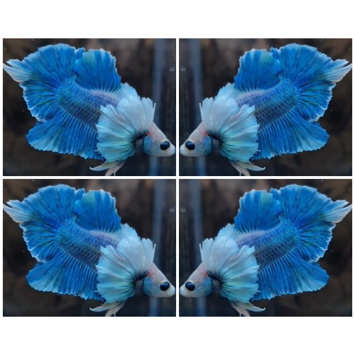 Blue Ocean Dumbo Swordtail