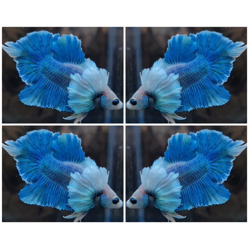 Blue Ocean Dumbo Swordtail