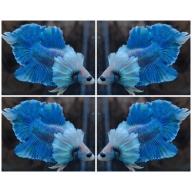 Blue Ocean Dumbo Swordtail
