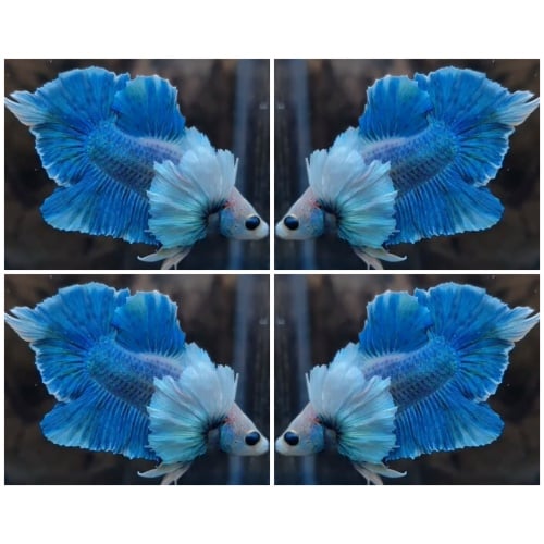 Blue Ocean Dumbo Swordtail