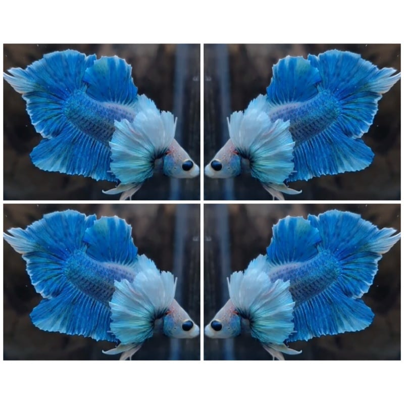 Blue Ocean Dumbo Swordtail