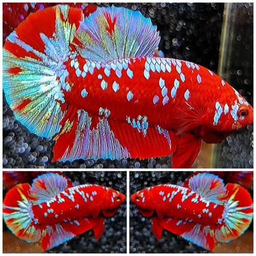 Red Blue Galaxy