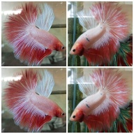 Pinky Peach