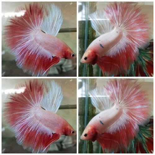 Sweet Pink Peach #2