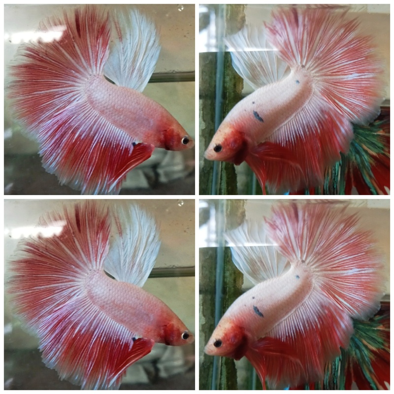 Sweet Pink Peach #2