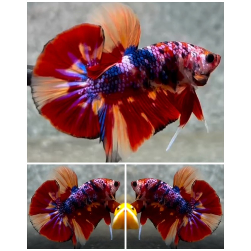 Multicolour Big Tail