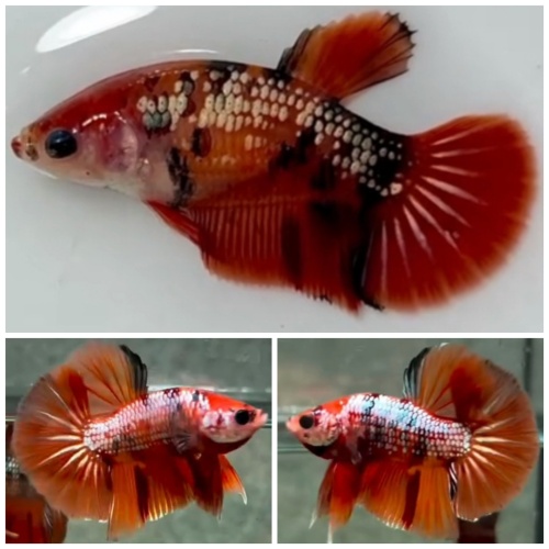 Pair Nemo Gold Copper